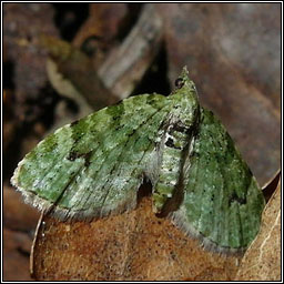 V-Pug, Chloroclystis v-ata