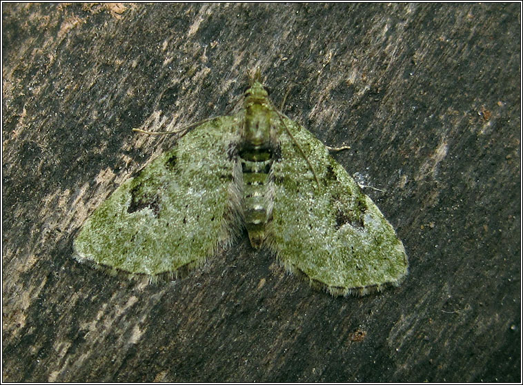 V-Pug, Chloroclystis v-ata