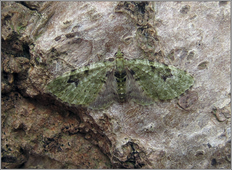 V-Pug, Chloroclystis v-ata