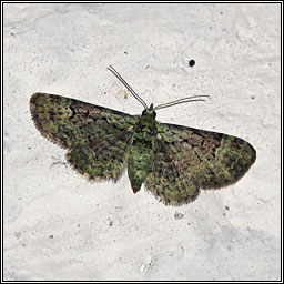 Green Pug, Pasiphila rectangulata