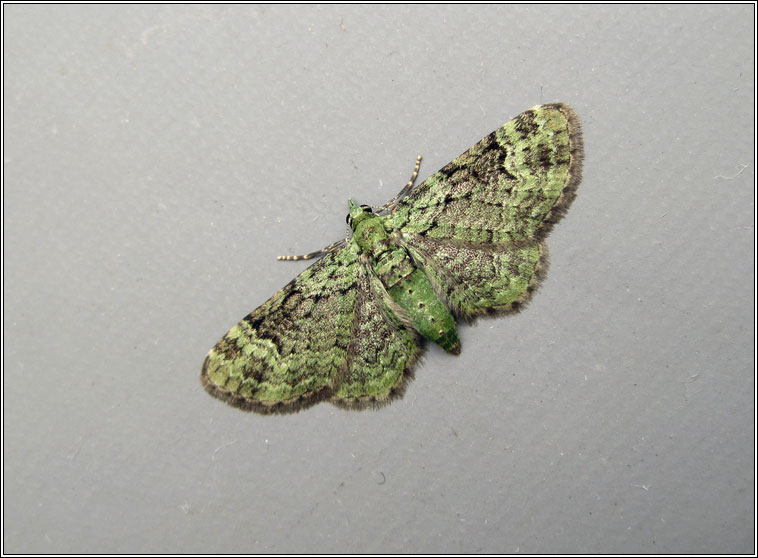 Green Pug, Pasiphila rectangulata