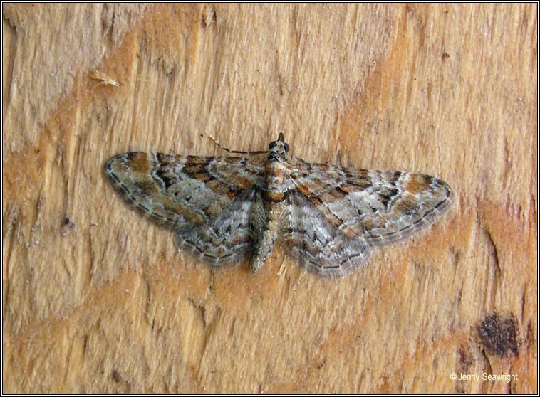 Double-striped Pug, Gymnoscelis rufifasciata