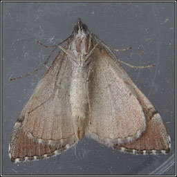 Treble-bar, Aplocera plagiata