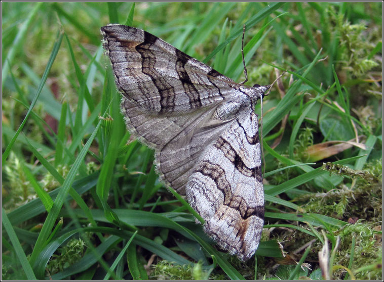 Treble-bar, Aplocera plagiata