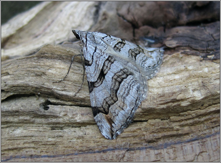 Treble-bar, Aplocera plagiata