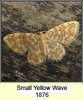 Small Yellow Wave, Hydrelia flammeolaria