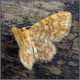 Small Yellow Wave, Hydrelia flammeolaria