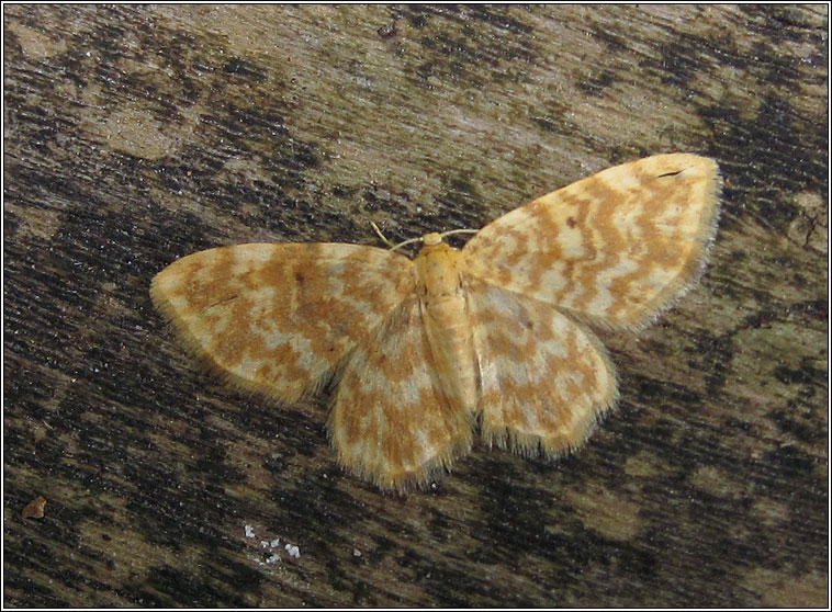 Small Yellow Wave, Hydrelia flammeolaria