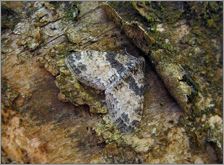 Seraphim, Lobophora halterata