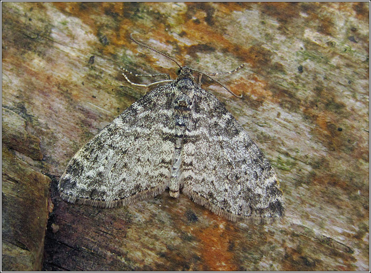 Seraphim, Lobophora halterata