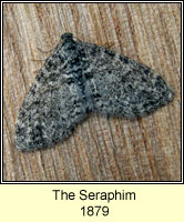 Seraphim, Lobophora halterata