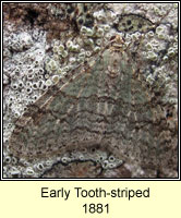 Early Tooth-striped, Trichopteryx carpinata