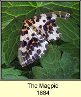 Magpie, Abraxas grossulariata