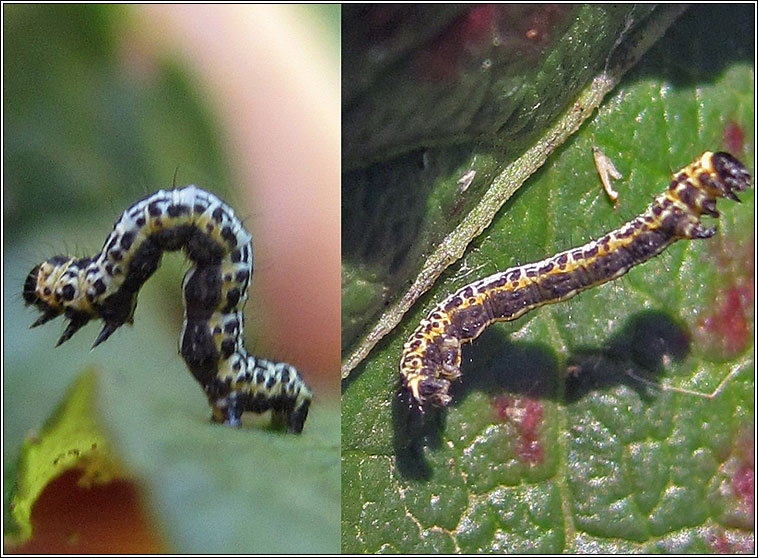 The Magpie, Abraxas grossulariata (larva)