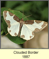 Clouded Border, Lomaspilis marginata