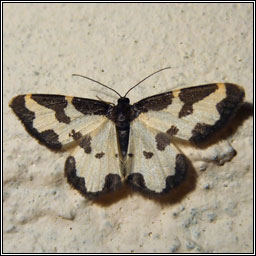 Clouded Border, Lomaspilis marginata