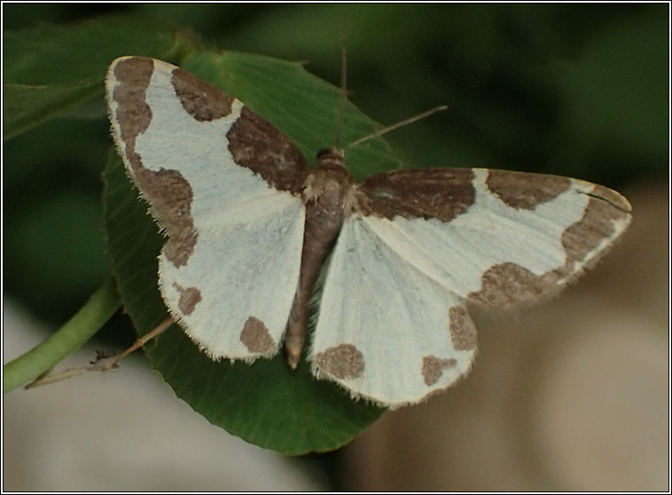 Clouded Border, Lomaspilis marginata