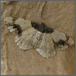 Scorched Carpet, Ligdia adustata