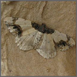 Scorched Carpet, Ligdia adustata