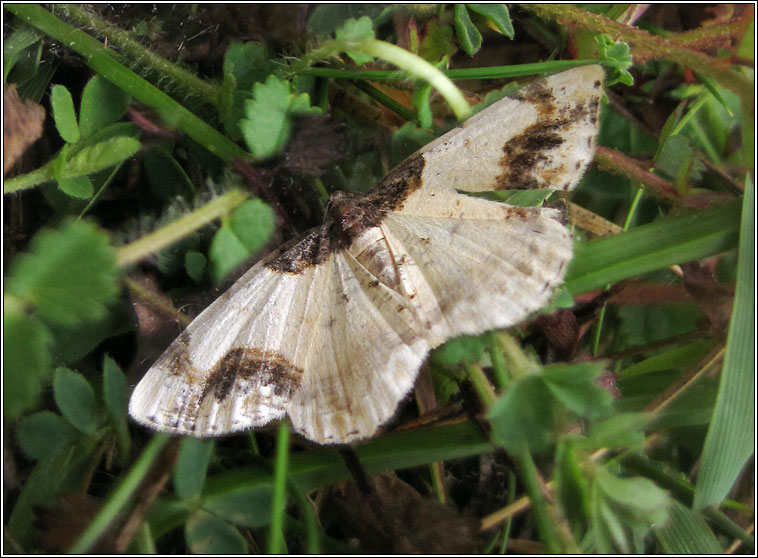 Scorched Carpet, Ligdia adustata