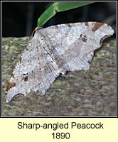 Sharp-angled Peacock, Macaria alternata