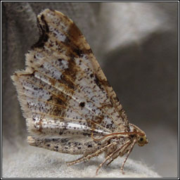 Sharp-angled Peacock, Macaria alternata