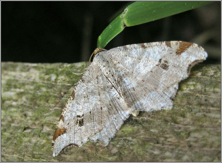 Sharp-angled Peacock, Macaria alternata