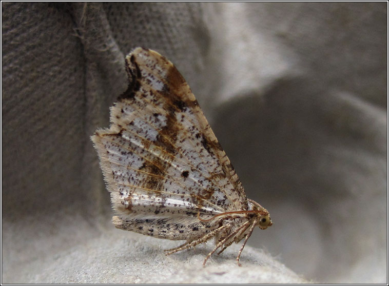 Sharp-angled Peacock, Macaria alternata