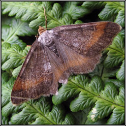 Tawny-barred Angle, Macari liturata