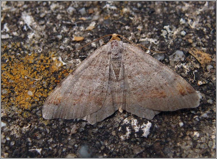 Tawny-barred Angle, Macari liturata