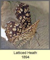 Latticed Heath, Chiasmia clathrata