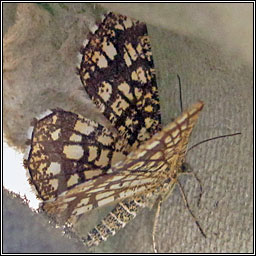 Latticed Heath, Chiasmia clathrata