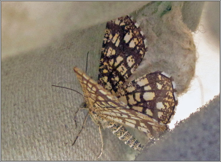 Latticed Heath, Chiasmia clathrata