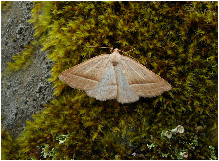 Brown Silver-line, Petrophora chlorosata