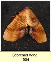 Scorched Wing, Plagodis dolabraria