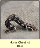 Horse Chestnut, Pachycnemia hippocastanaria