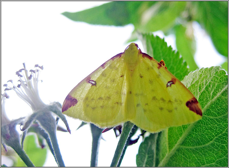 Brimstone Moth, Opisthograptis luteolata