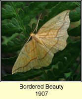 Bordered Beauty, Epione repandaria