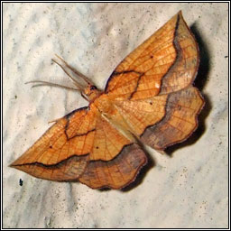 Bordered Beauty, Epione repandaria