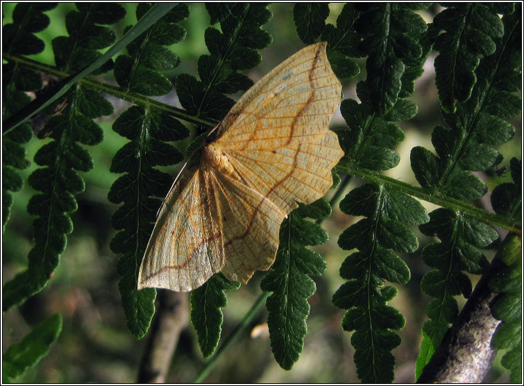 Bordered Beauty, Epione repandaria