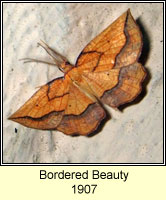 Bordered Beauty, Epione repandaria