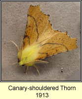 Canary-shouldered Thorn, Ennomos alniaria