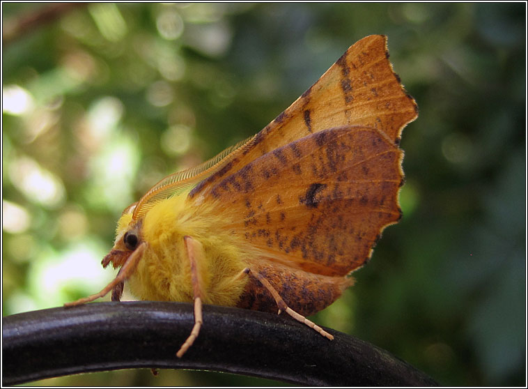 Canary-shouldered Thorn, Ennomos alniaria