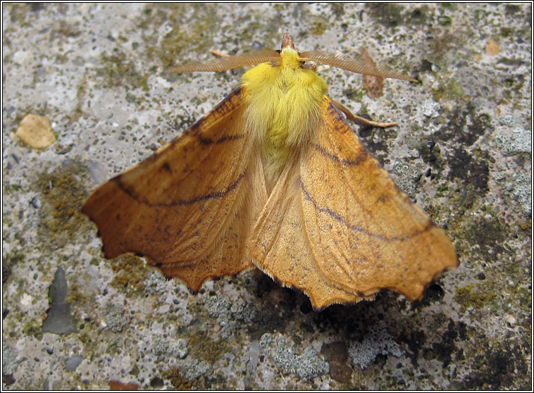 Canary-shouldered Thorn, Ennomos alniaria