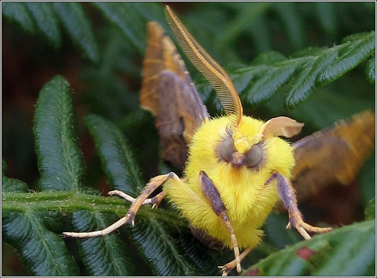 Canary-shouldered Thorn, Ennomos alniaria