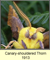 Canary-shouldered Thorn, Ennomos alniaria