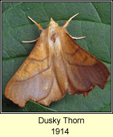 Dusky Thorn, Ennomos fuscantaria