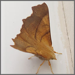 Dusky Thorn, Ennomos fuscantaria