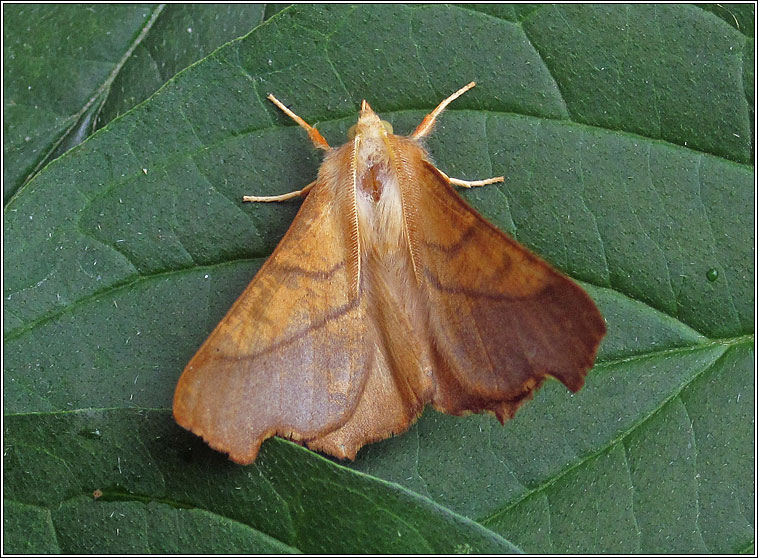 Dusky Thorn, Ennomos fuscantaria