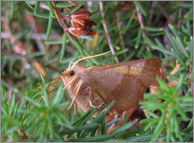 Dusky Thorn, Ennomos fuscantaria